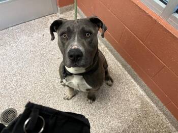 JAMESON -  Pit Bull Terrier Dog for Adoption in Pueblo, Colorado - JAMESON | PetCurious