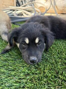 Twister -  Shepherd and Mixed Breed Dog for Adoption in Denver, Colorado - Twister | PetCurious