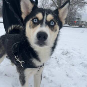 Scarlet -  Husky Dog for Adoption in Philadelphia, Pennsylvania - Scarlet | PetCurious