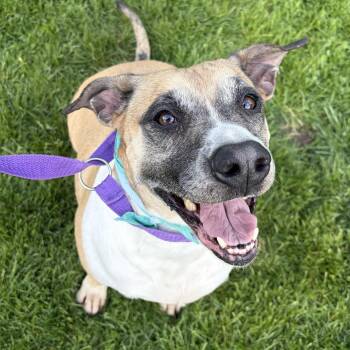 Boxer Dogs Available for Adoption in Lemont, Illinois - Patricia | PetCurious