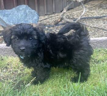 Havanese and Papillon Dogs Available for Adoption in Palo Alto, California - Money: Franc | PetCurious