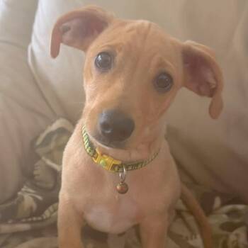 Chiweenie Dogs Available for Adoption in Corpus Christi, Texas - Levi | PetCurious