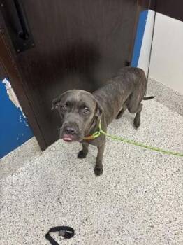 Rizza -  Cane Corso and Mixed Breed Dog for Adoption in Atlanta, Georgia - Rizza | PetCurious