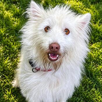 Mixed Breed Dogs Available for Adoption in Cranston, Rhode Island - YETI | PetCurious