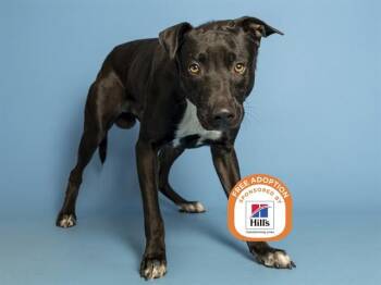 MURPHY -  Pit Bull Terrier and Mixed Breed Dog for Adoption in Phoenix, Arizona - MURPHY | PetCurious