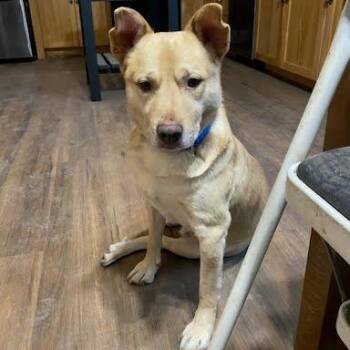 Shepherd Dogs Available for Adoption - OGee | PetCurious