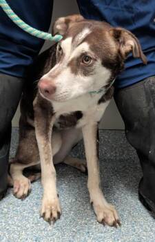 SAGE -  Siberian Husky and Mixed Breed Dog for Adoption in Rowlett, Texas - SAGE | PetCurious
