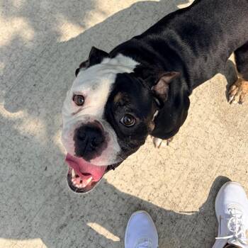 Paco -  English Bulldog and Mixed Breed Dog for Adoption in Belleville, Illinois - Paco | PetCurious