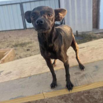 Pepa -  Chihuahua Dog for Adoption in Loves Park, Illinois - Pepa | PetCurious