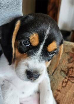 Beagle Dogs Available for Adoption - Ali Mia - Adoption Pending | PetCurious