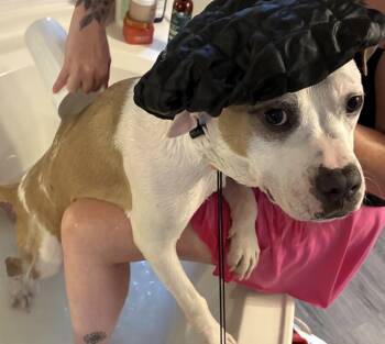 Petey -  Pit Bull Terrier Dog for Adoption in Irmo, South Carolina - Petey | PetCurious
