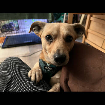 Rescue Chihuahua and Mixed Breed Dogs for Adoption in Buffalo, Minnesota - Carter | PetCurious