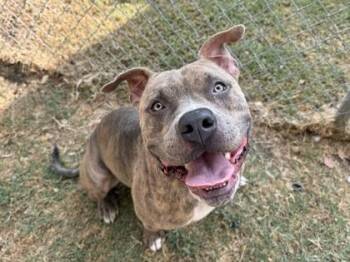 Acer -  Mixed Breed Dog for Adoption in Georgetown, Texas - Acer | PetCurious