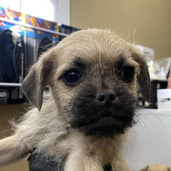 Pug and Terrier Dogs Available for Adoption - Silver | PetCurious