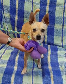 Rescue Chihuahua Dogs for Adoption in Springfield, Ohio - Caesar | PetCurious