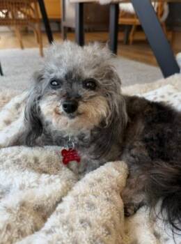 Abigail -  Poodle Dog for Adoption in San Diego, California - Abigail | PetCurious