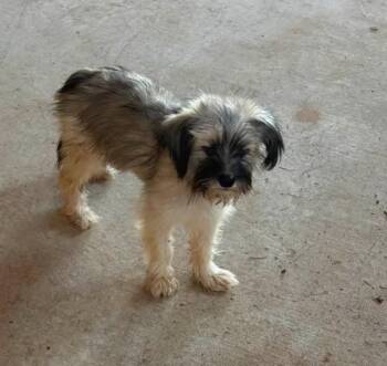 Faye -  Terrier Dog for Adoption in Grafton, Wisconsin - Faye | PetCurious