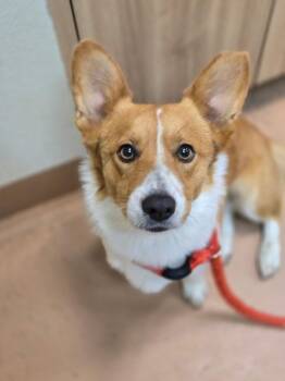 Axl Rose -  Cardigan Welsh Corgi Dog for Adoption in Kennewick, Washington - Axl Rose | PetCurious