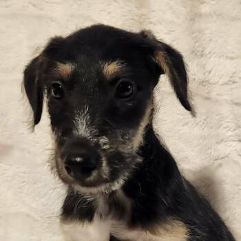 Miniature Schnauzer Dogs Available for Adoption - Roman LB | PetCurious