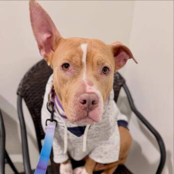 Mixed Breed Dogs Available for Adoption in Springboro, Ohio - Tilly | PetCurious