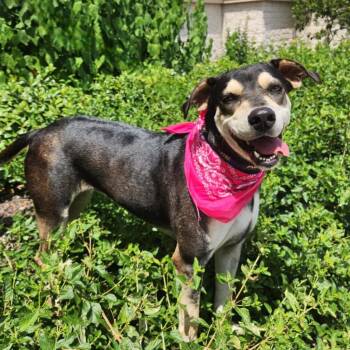 Rescue Hound and Shepherd Dogs for Adoption in Austin, Texas - Hilda JuM | PetCurious