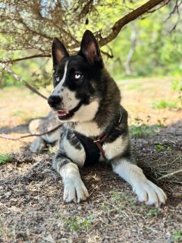 River -  Husky Dog Available for Adoption - River | PetCurious