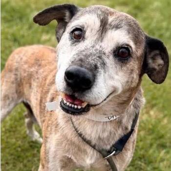 Buck -  Terrier Dog for Adoption in Hackett, Arkansas - Buck | PetCurious