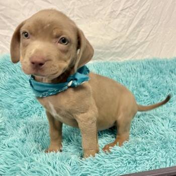 Chucky -  Mixed Breed Dog for Adoption in Canal Winchester, Ohio - Chucky | PetCurious