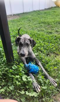 Baxter -  Great Dane Dog for Adoption in Midway, Utah - Baxter | PetCurious