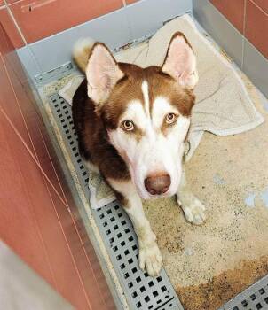 Rescue Husky and Mixed Breed Dogs for Adoption in Houston, Texas - CHARLIE | PetCurious