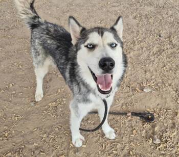 ALIEN -  Siberian Husky and Mixed Breed Dog for Adoption in Albuquerque, New Mexico - ALIEN | PetCurious