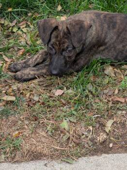 Bentley #4 -  Labrador Retriever Dog for Adoption in Denver, Colorado - Bentley #4 | PetCurious