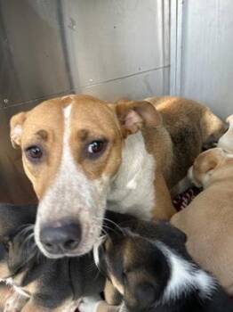 Fox Terrier and Mixed Breed Dogs Available for Adoption in Fort Worth, Texas - Grace | PetCurious