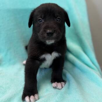 Black Labrador Retriever and Mixed Breed Dogs Available for Adoption in St. Peters, Missouri - Kocum | PetCurious