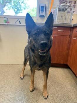 German Shepherd Dog and Mixed Breed Dogs Available for Adoption in Fort Myers, Florida - IRIS | PetCurious