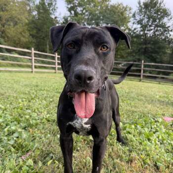Bear -  Black Labrador Retriever and Great Dane Dog for Adoption in Avondale, Pennsylvania - Bear | PetCurious