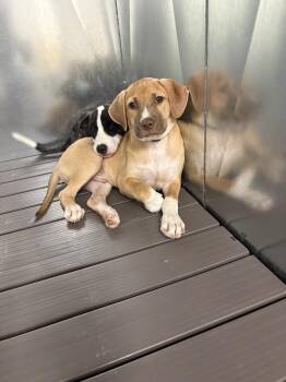 Diana -  Mixed Breed Dog for Adoption in Beech Island, South Carolina - Diana | PetCurious