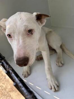 Pit Bull Terrier and Mixed Breed Dogs Available for Adoption - A653319 | PetCurious