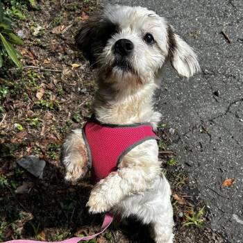 Enola -  Shih Tzu Dog for Adoption in Spruce Pine, North Carolina - Enola | PetCurious