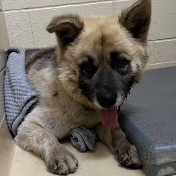 Mixed Breed Dogs Available for Adoption in Winston-salem, North Carolina - Twinkle Toes | PetCurious