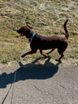 Chocco -  Mixed Breed Dog for Adoption in Taycheedah, Wisconsin - Chocco | PetCurious