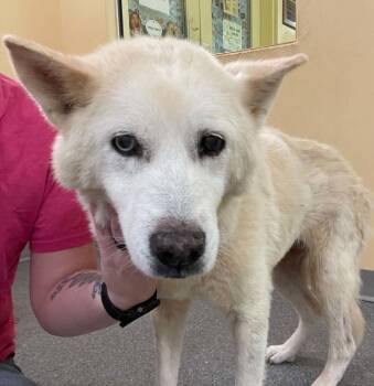 Mimi -  Husky Dog for Adoption in Covington, Virginia - Mimi | PetCurious