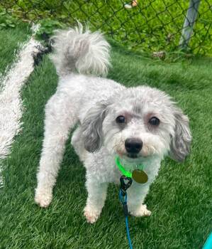 Ernest -  Maltipoo and Poodle Dog for Adoption - Ernest | PetCurious