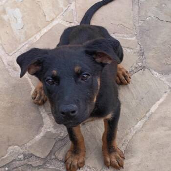 Rottweiler and German Shepherd Dog Dogs Available for Adoption in Kyle, Texas - RU-DEEZ | PetCurious