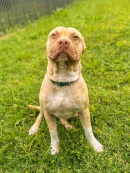 Pit Bull Terrier Dogs Available for Adoption in Springfield, Tennessee - Nugget | PetCurious