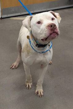 Pit Bull Terrier Dogs Available for Adoption - AUMAR | PetCurious