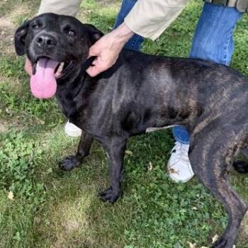Mixed Breed Dogs Available for Adoption in Roseburg, Oregon - Lucy  | PetCurious
