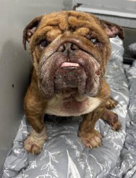 American Bulldog and Mixed Breed Dogs Available for Adoption - DUMPLING | PetCurious