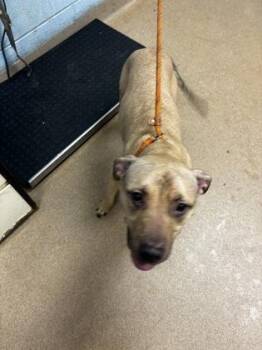 Podcaster -  Mixed Breed Dog for Adoption in Chamblee, Georgia - Podcaster | PetCurious