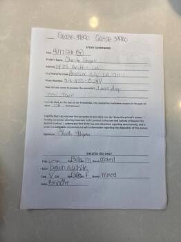 Mixed Breed Dogs Available for Adoption in Bossier City, Louisiana - Gator | PetCurious